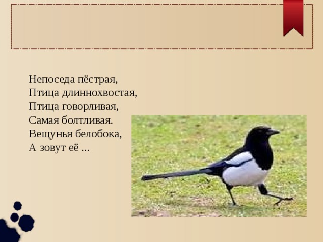 Непоседа пёстрая, Птица длиннохвостая, Птица говорливая, Самая болтливая. Вещунья белобока, А зовут её ... 