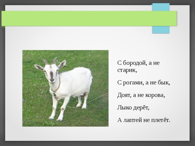 С бородой, а не старик, С рогами, а не бык, Доят, а не корова, Лыко дерёт, А лаптей не плетёт. 