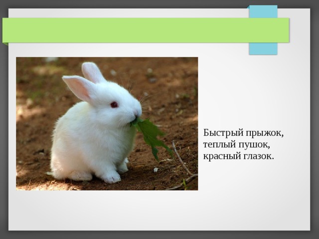 Быстрый прыжок, теплый пушок, красный глазок. 