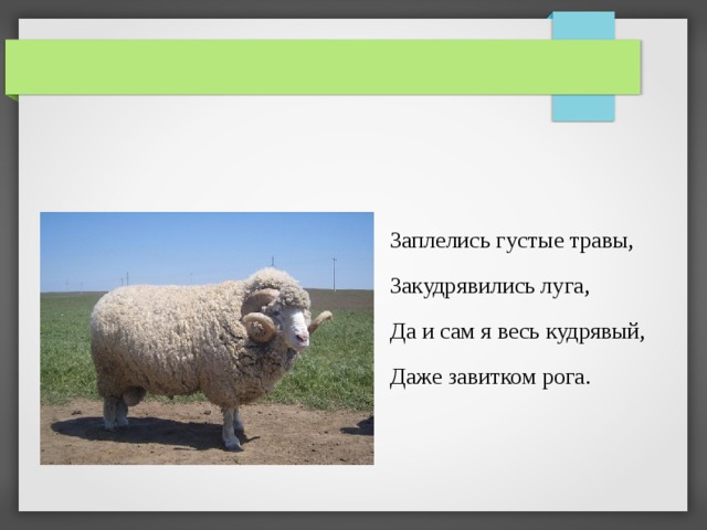 Заплелись густые травы, Закудрявились луга, Да и сам я весь кудрявый, Даже завитком рога. 
