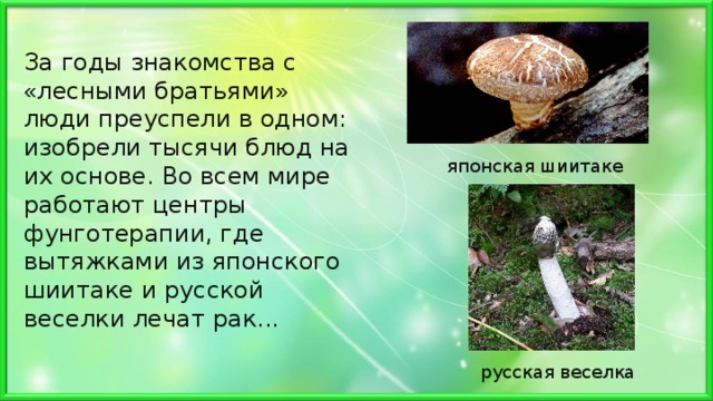 За годы знакомства с « лесными братьями » люди преуспели в одном: изобрели тысячи блюд на их основе. Во всем мире работают центры фунготерапии, где вытяжками из японского шиитаке и русской веселки лечат рак... японская шиитаке русская веселка 