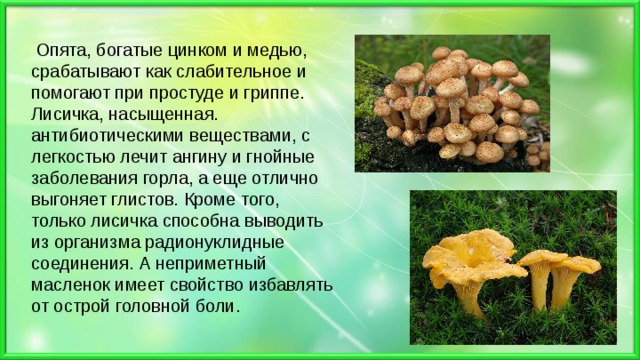  Опята, богатые цинком и медью, срабатывают как слабительное и помогают при простуде и гриппе. Лисичка, насыщенная. антибиотическими веществами, с легкостью лечит ангину и гнойные заболевания горла, а еще отлично выгоняет глистов. Кроме того, только лисичка способна выводить из организма радионуклидные соединения. А неприметный масленок имеет свойство избавлять от острой головной боли. 