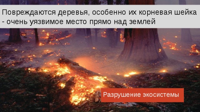 Повреждаются деревья, особенно их корневая шейка - очень уязвимое место прямо над землей Разрушение экосистемы При весеннем пале могут повредиться деревья, особенно их корневая шейка - очень уязвимое место прямо над землей. Не говоря о том, что деревья могут просто сгореть, обгореть от сильной температуры набухающие весной почки, что очень вредит дереву, даже если оно выживет. Страдают молодые деревца (особенно такие ранимые породы как дуб, клён, липа). Травяные пожары наносят существенный ущерб опушкам леса, уничтожают молодую древесную поросль, служат одним из главных источников пожаров в лесах и на торфяниках. Даже слабый и беглый травяной пожар способен привести к гибели молодых лесных посадок, создаваемых для защиты полей от иссушения, берегов от эрозии, дорог от снежных и пыльных заносов и т.д. Молодая древесная поросль, появляющаяся на бросовых сельскохозяйственных землях естественным путем, тоже гибнет чаще всего именно из-за поджогов сухой травы. 