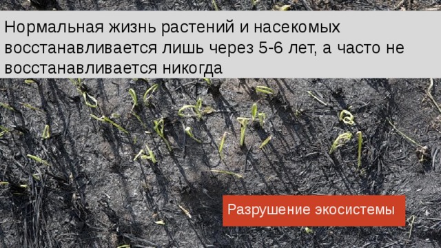Нормальная жизнь растений и насекомых восстанавливается лишь через 5-6 лет, а часто не восстанавливается никогда Разрушение экосистемы Когда погибают одно или много звеньев из всего биоценоза места, экологическая ситуация может необратимо измениться в худшую сторону. Каждый зверек, каждый жучок, бабочка, лягушка, каждая травка и каждый цветочек - составляют единое целое в природе, в биологической цепи. Переизбыток или недостаток особей в таком звене иногда видно воочию. В заповедниках из-за искусственных условий и ограничений, часто не только разводят животных, но и отстреливают, или отвозят поголовья в другие заповедники. Так бывает с волками. Слишком большое количество волков - и им не хватит пищи, пошатнется вся экосистема, придет бедствие. А слишком маленькое количество волков тоже приведет к бедствию. Также важна и каждая травинка. По оценкам ученых, в 10 см слое верхнего слоя почвы содержится или с ним связано около 90% флористического и фаунистического разнообразия луговых экосистем. Зачастую невидимого разнообразия, но очень важного звена экосистем. 