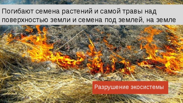Погибают семена растений и самой травы над поверхностью земли и семена под землей, на земле Разрушение экосистемы Погибают семена растений и самой травы над поверхностью земли и семена под землей, на земле. Семена каждого вида растений должны проходить определенный температурный режим для того, что бы взойти. Даже незначительное отклонение от нормы может отразиться на их всхожести. Во время выжигания они просто погибают. Выживают лишь глубоко находящиеся в почве корневища растений. Но не все растения многолетние. Многие - однолетние и размножаются семенами. 