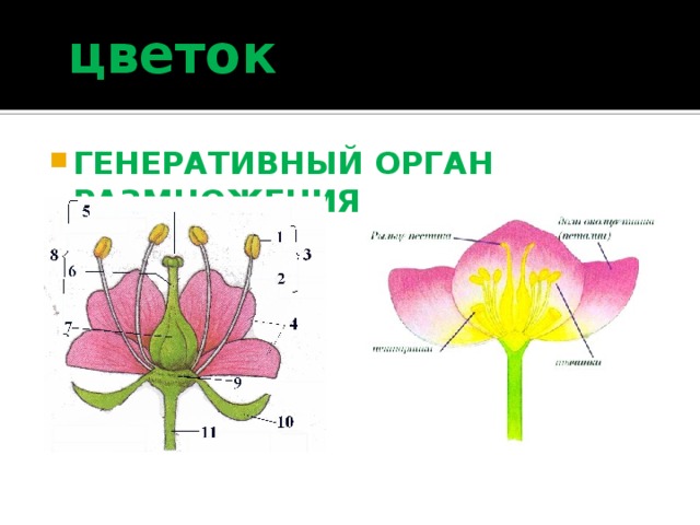  цветок   ГЕНЕРАТИВНЫЙ ОРГАН РАЗМНОЖЕНИЯ 