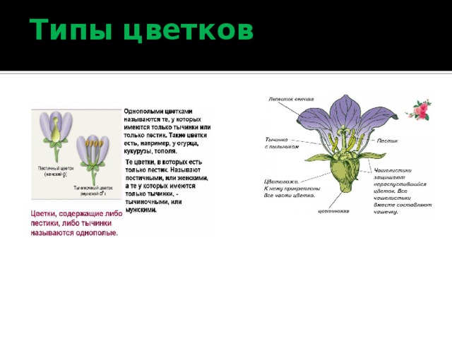 Типы цветков 
