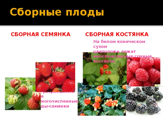 Сборные плоды Сборная семянка Сборная костянка На белом коническом сухом цветоложе лежат многочисленные сочные костянки на сочном разросшемся цветоложе  лежат многочисленные сухие плоды-семянки 