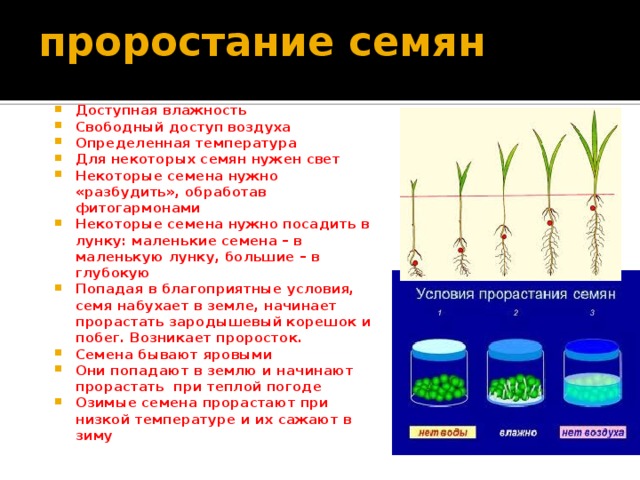 проростание семян Доступная влажность Свободный доступ воздуха Определенная температура Для некоторых семян нужен свет Некоторые семена нужно «разбудить», обработав фитогармонами Некоторые семена нужно посадить в лунку: маленькие семена – в маленькую лунку, большие – в глубокую Попадая в благоприятные условия, семя набухает в земле, начинает прорастать зародышевый корешок и побег. Возникает проросток. Семена бывают яровыми Они попадают в землю и начинают прорастать при теплой погоде Озимые семена прорастают при низкой температуре и их сажают в зиму . 