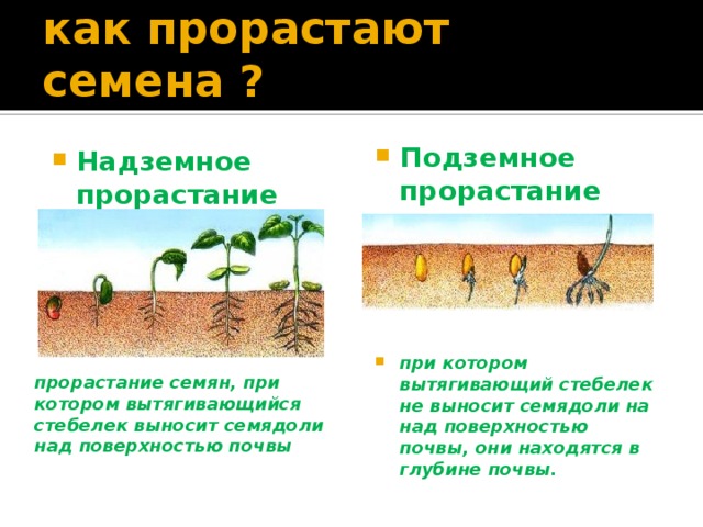 как прорастают семена ? Надземное прорастание семян Подземное прорастание семян       при котором вытягивающий стебелек не выносит семядоли на над поверхностью почвы, они находятся в глубине почвы.  прорастание семян, при котором вытягивающийся стебелек выносит семядоли над поверхностью почвы 
