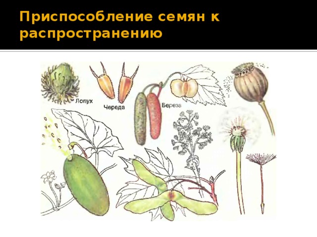 Приспособление семян к распространению 