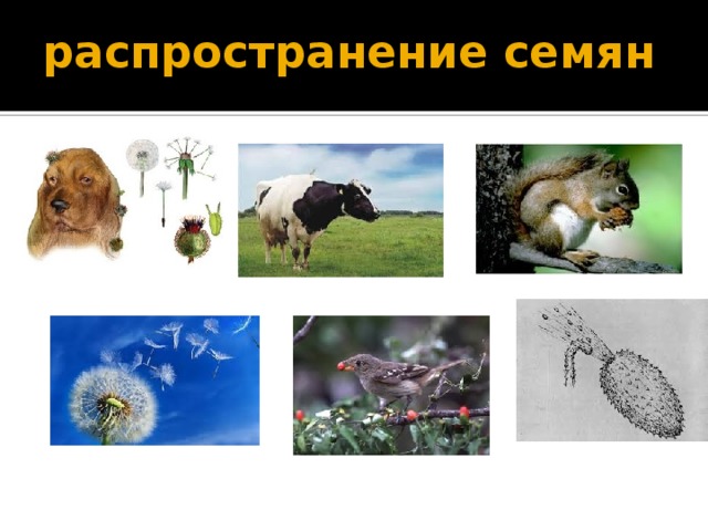 распространение семян 