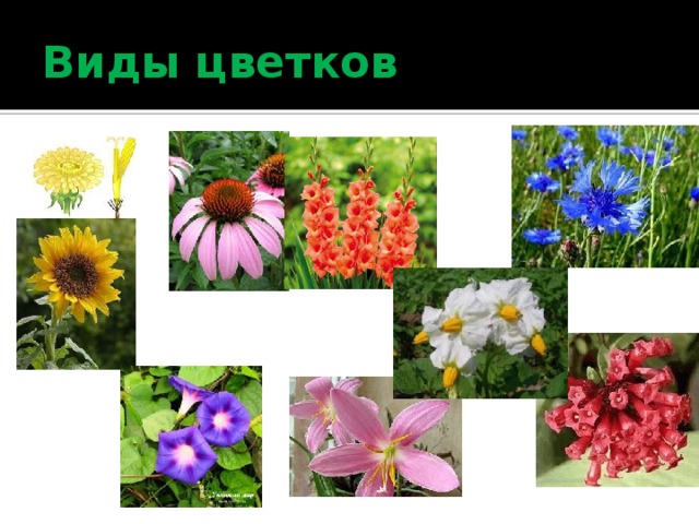 Виды цветков 