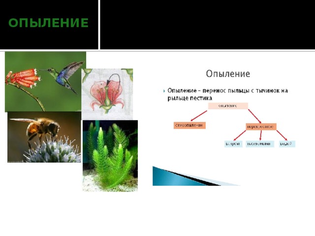 опыление  