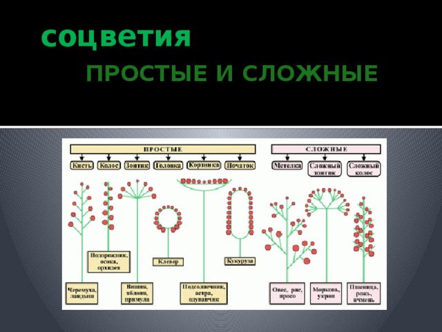 соцветия  Простые и сложные 
