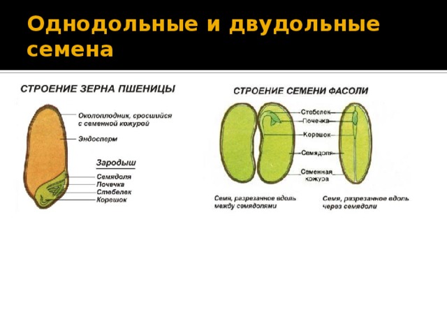 Однодольные и двудольные семена 