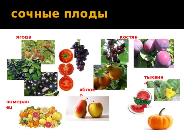 сочные плоды костянка ягода тыквина яблоко померанец 