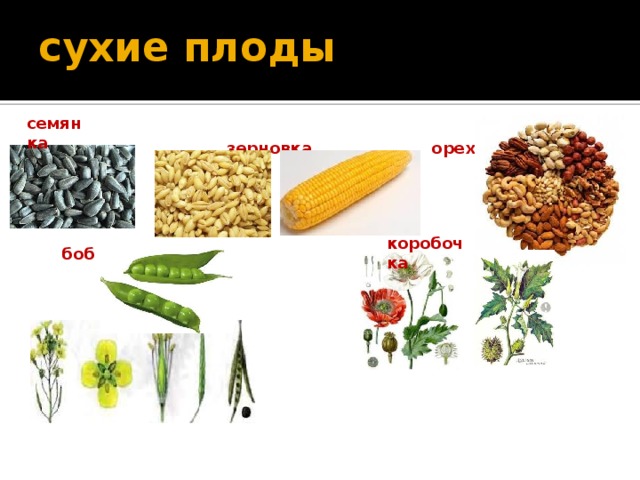 сухие плоды семянка  зерновка  орех коробочка боб 
