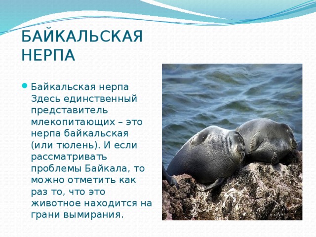 БАЙКАЛЬСКАЯ НЕРПА Байкальская нерпа Здесь единственный представитель млекопитающих – это нерпа байкальская (или тюлень). И если рассматривать проблемы Байкала, то можно отметить как раз то, что это животное находится на грани вымирания. 