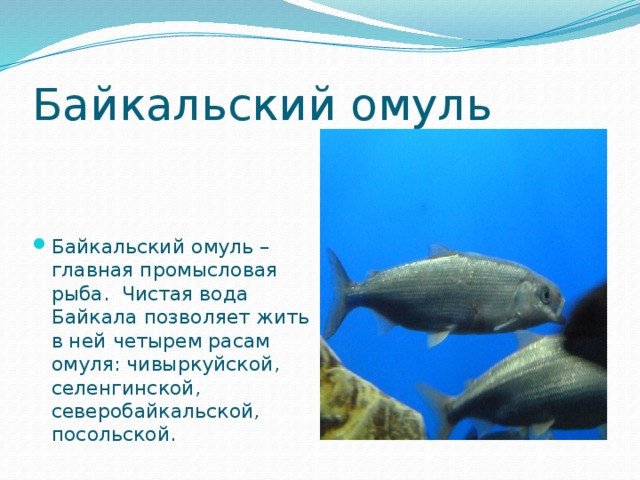 Байкальский омуль Байкальский омуль – главная промысловая рыба. Чистая вода Байкала позволяет жить в ней четырем расам омуля: чивыркуйской, селенгинской, северобайкальской, посольской. 