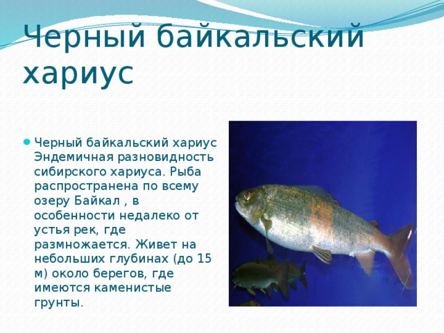 Черный байкальский хариус Черный байкальский хариус Эндемичная разновидность сибирского хариуса. Рыба распространена по всему озеру Байкал , в особенности недалеко от устья рек, где размножается. Живет на небольших глубинах (до 15 м) около берегов, где имеются каменистые грунты. 