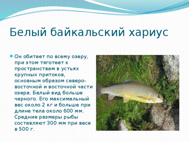 Белый байкальский хариус Он обитает по всему озеру, при этом тяготеет к пространствам в устьях крупных притоков, основным образом северо-восточной и восточной части озера. Белый вид больше черного. Его максимальный вес около 2 кг и больше при длине тела около 600 мм. Средние размеры рыбы составляют 300 мм при весе в 500 г. 