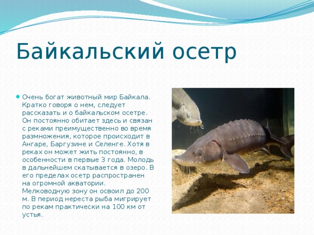 Байкальский осетр Очень богат животный мир Байкала. Кратко говоря о нем, следует рассказать и о байкальском осетре. Он постоянно обитает здесь и связан с реками преимущественно во время размножения, которое происходит в Ангаре, Баргузине и Селенге. Хотя в реках он может жить постоянно, в особенности в первые 3 года. Молодь в дальнейшем скатывается в озеро. В его пределах осетр распространен на огромной акватории. Мелководную зону он освоил до 200 м. В период нереста рыба мигрирует по рекам практически на 100 км от устья. 