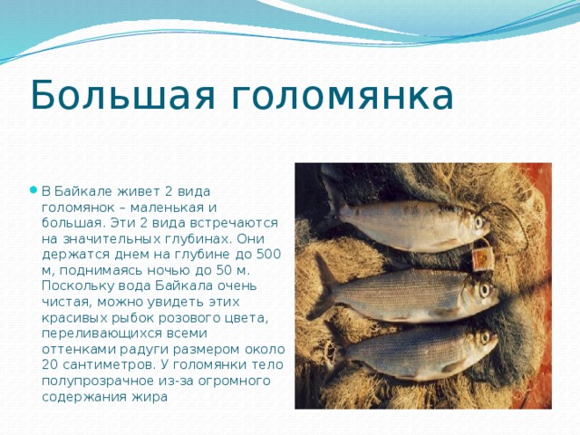 Большая голомянка В Байкале живет 2 вида голомянок – маленькая и большая. Эти 2 вида встречаются на значительных глубинах. Они держатся днем на глубине до 500 м, поднимаясь ночью до 50 м. Поскольку вода Байкала очень чистая, можно увидеть этих красивых рыбок розового цвета, переливающихся всеми оттенками радуги размером около 20 сантиметров. У голомянки тело полупрозрачное из-за огромного содержания жира 