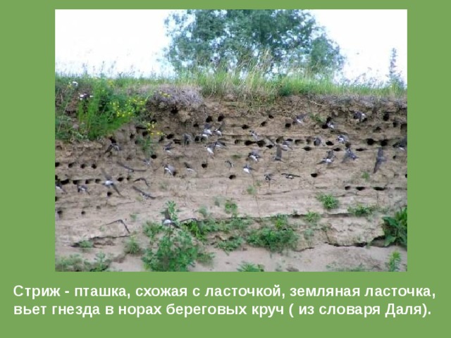 Стриж - пташка, схожая с ласточкой, земляная ласточка, вьет гнезда в норах береговых круч ( из словаря Даля). 