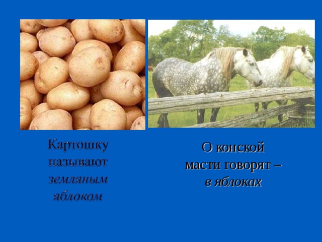 О конской масти говорят – в яблоках 