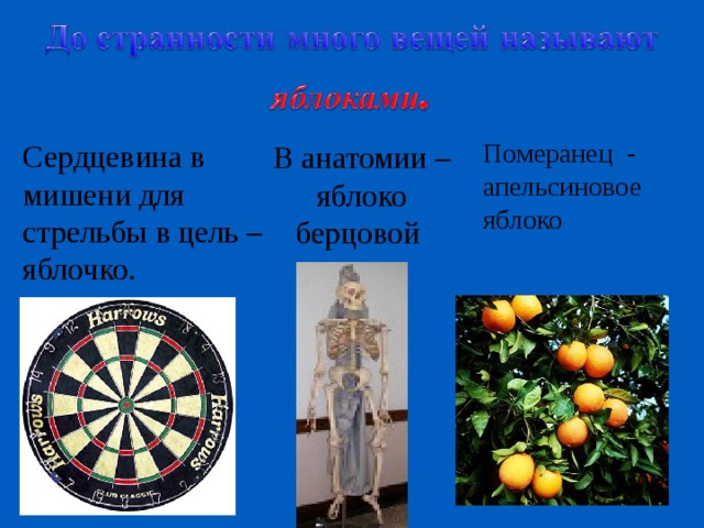 Померанец - апельсиновое яблоко Сердцевина в мишени для стрельбы в цель – яблочко. В анатомии – яблоко берцовой кости. 