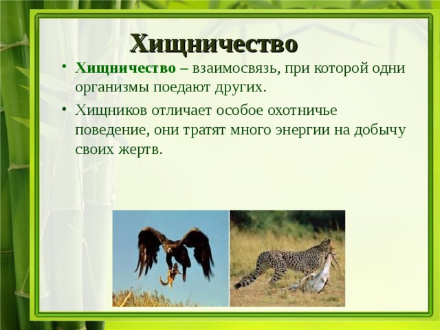 Хищничество Хищничество –  взаимосвязь, при которой одни организмы поедают других. Хищников отличает особое охотничье поведение, они тратят много энергии на добычу своих жертв.  