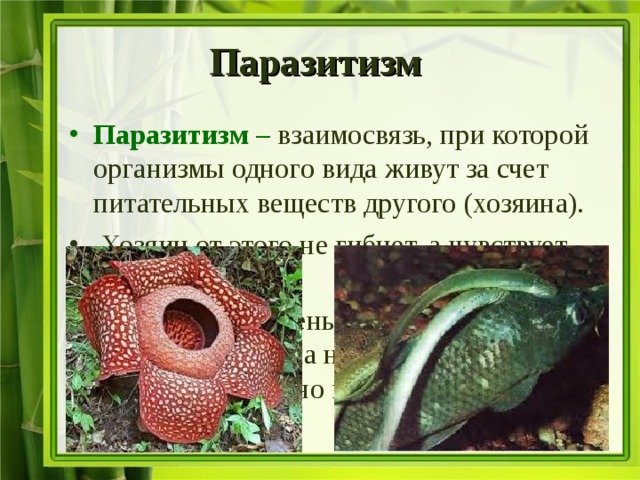 Паразитизм  Паразитизм – взаимосвязь, при которой организмы одного вида живут за счет питательных веществ другого (хозяина).  Хозяин от этого не гибнет, а чувствует себя угнетенно. Паразиты окружены избытком пищи, используя хозяина не только как источник пищи, но как место обитания.  