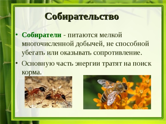 Собирательство  Собиратели  - питаются мелкой многочисленной добычей, не способной убегать или оказывать сопротивление. Основную часть энергии тратят на поиск корма. 