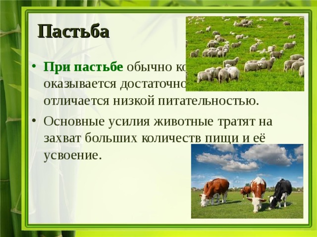 Пастьба  При пастьбе обычно корма вокруг оказывается достаточно , однако он отличается низкой питательностью. Основные усилия животные тратят на захват больших количеств пищи и её усвоение. 