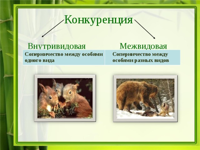 Конкуренция  Внутривидовая Межвидовая Соперничество между особями одного вида  Соперничество между  особями разных видов 
