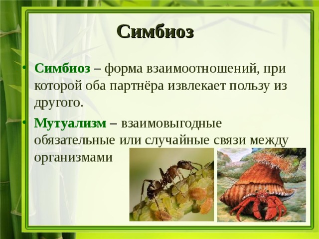 Симбиоз Симбиоз – форма взаимоотношений, при которой оба партнёра извлекает пользу из другого. Мутуализм – взаимовыгодные обязательные или случайные связи между организмами 