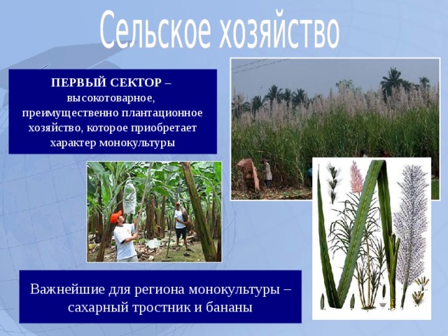  ПЕРВЫЙ СЕКТОР – высокотоварное, преимущественно плантационное хозяйство, которое приобретает характер монокультуры Важнейшие для региона монокультуры – сахарный тростник и бананы  