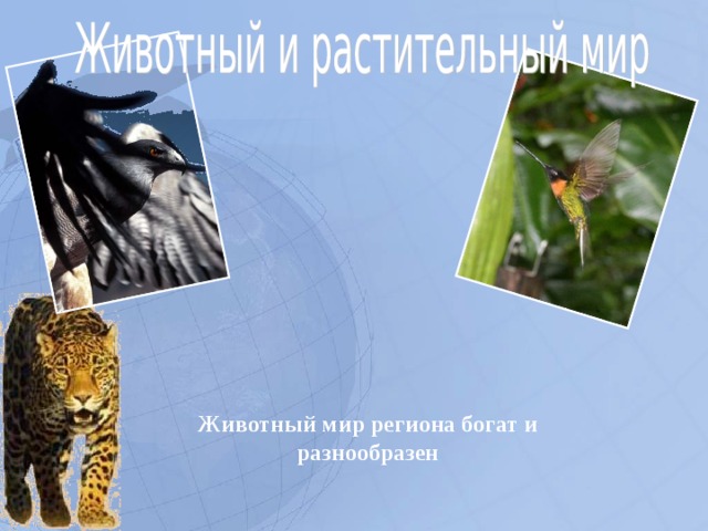 Животный мир региона богат и разнообразен  