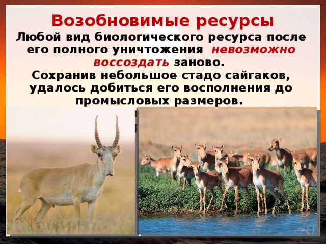 Возобновимые ресурсы Любой вид биологического ресурса после его полного уничтожения невозможно воссоздать  заново. Сохранив небольшое стадо сайгаков, удалось добиться его восполнения до промысловых размеров. Но если бы все сайгаки были уничтожены, то никакими мерами возобновить их не удалось бы. 