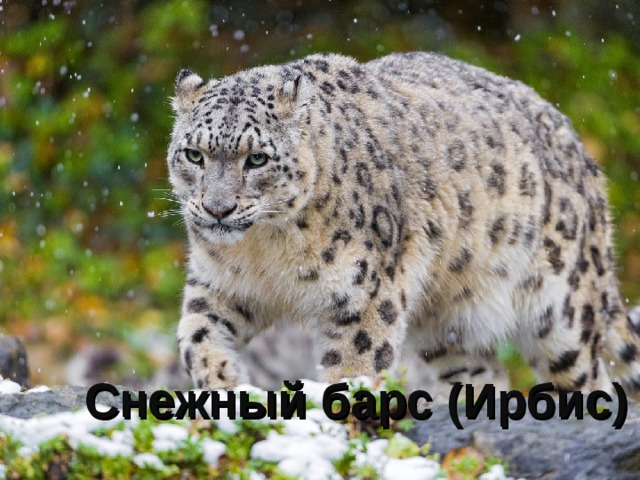 Снежный барс (Ирбис) 