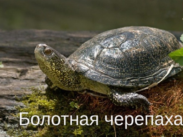Болотная черепаха 
