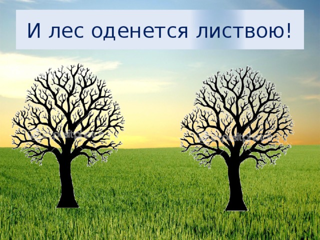 И лес оденется листвою! 