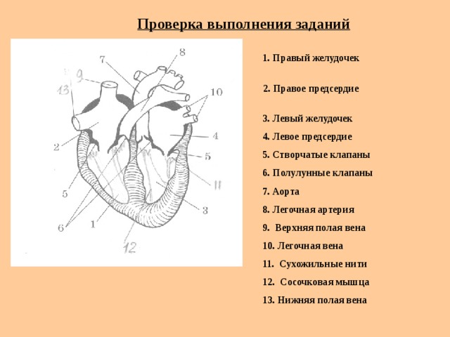 Проверка выполнения заданий  1. Правый желудочек  2. Правое предсердие  3. Левый желудочек  4. Левое предсердие  5. Створчатые клапаны  6. Полулунные клапаны  7. Аорта  8. Легочная артерия  9. Верхняя полая вена  10. Легочная вена  11. Сухожильные нити  12. Сосочковая мышца  13. Нижняя полая вена  