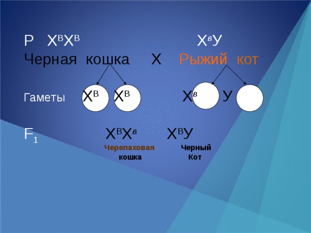 Р Х В Х В Х в У Черная  кошка Х Рыжий  кот Гаметы  Х В Х В Х в  У F 1  Х В Х в  Х В У Черепаховая Черный Кот кошка 