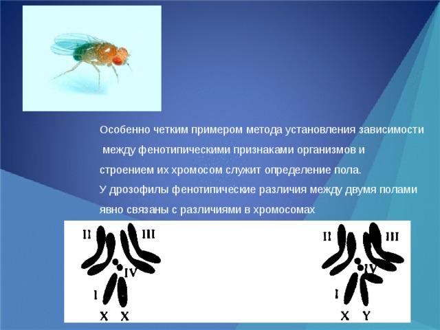 Особенно четким примером метода установления зависимости  между фенотипическими признаками организмов и строением их хромосом служит определение пола. У дрозофилы фенотипические различия между двумя полами явно связаны с различиями в хромосомах 