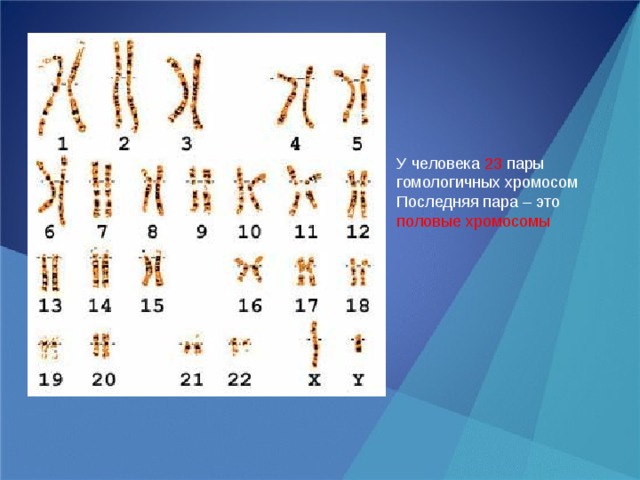 У человека 23 пары гомологичных хромосом Последняя пара – это половые хромосомы 