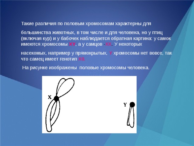 Такие различия по половым хромосомам характерны для большинства животных, в том числе и для человека, но у птиц (включая кур) и у бабочек наблюдается обратная картина: у самок имеются хромосомы  XY , а у самцов - XX . У некоторых насекомых, например у прямокрылых,  Y  хромосомы нет вовсе, так что самец имеет генотип  X0.  На рисунке изображены половые хромосомы человека. 
