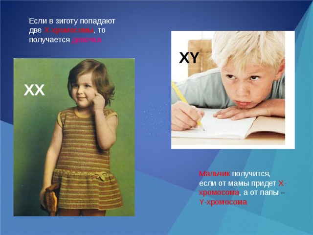 Если в зиготу попадают две X -хромосомы , то получается  девочка XY ХХ Мальчик  получится, если от мамы придет X -хромосома , а от папы – Y -хромосома 