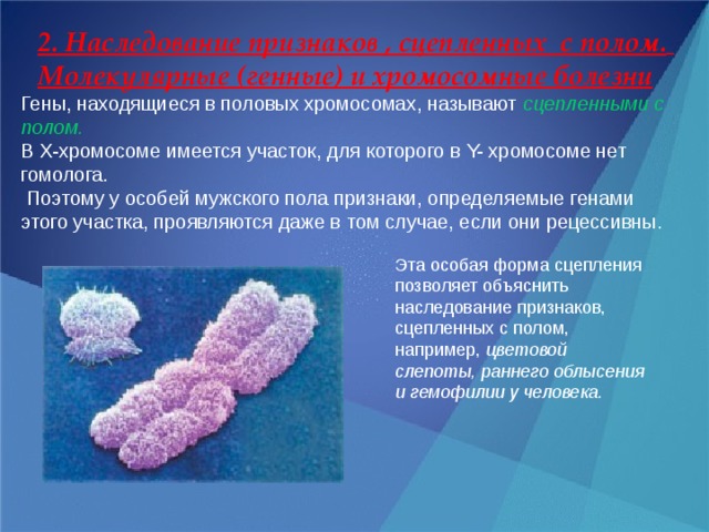 2. Наследование признаков , сцепленных с полом.  Молекулярные (генные) и хромосомные болезни   Гены, находящиеся в половых хромосомах, называют  сцепленными с полом. В X-хромосоме имеется участок, для которого в Y- хромосоме нет гомолога.  Поэтому у особей мужского пола признаки, определяемые генами этого участка, проявляются даже в том случае, если они рецессивны.  Эта особая форма сцепления позволяет объяснить наследование признаков, сцепленных с полом, например, цветовой слепоты, раннего облысения и гемофилии у человека.  